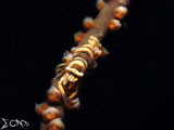 Anilao Whip Coral Shrimp 4