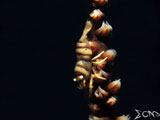 Anilao Whip Coral Shrimp 5