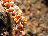 Anilao Whip Coral Shrimp 6