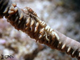 Anilao Whip Coral Shrimp 7