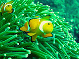 Anilao Clownfish 6