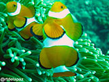Anilao Clownfish 7