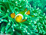Anilao Clownfish 8