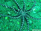 Anilao Mimic Octopus 1