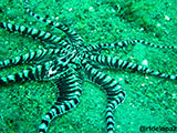 Anilao Mimic Octopus 10
