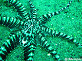 Anilao Mimic Octopus 11
