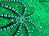 Anilao Mimic Octopus 12