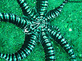 Anilao Mimic Octopus 13