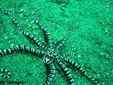 Anilao Mimic Octopus 14