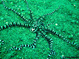 Anilao Mimic Octopus 15