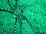 Anilao Mimic Octopus 16