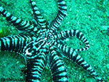 Anilao Mimic Octopus 17