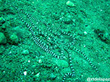 Anilao Mimic Octopus 2