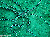Anilao Mimic Octopus 3