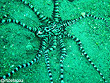 Anilao Mimic Octopus 4