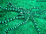 Anilao Mimic Octopus 5
