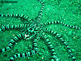 Anilao Mimic Octopus 7