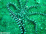 Anilao Mimic Octopus 9