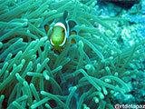 Semporna Malaysia Clownfish 1