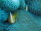 Semporna Malaysia Clownfish 2