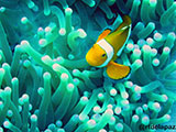 Semporna Malaysia Clownfish 3