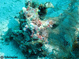 Semporna Malaysia Frogfish