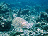 Semporna Malaysia Green Sea Turtle 1