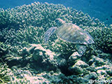 Semporna Malaysia Green Sea Turtle 2