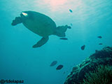 Semporna Malaysia Green Sea Turtle 3