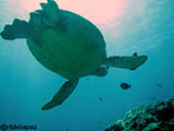 Semporna Malaysia Green Sea Turtle 4