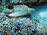 Semporna Malaysia Green Sea Turtle 5