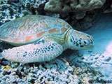Semporna Malaysia Green Sea Turtle 6