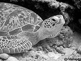 Semporna Malaysia Green Sea Turtle 7