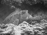 Semporna Malaysia Green Sea Turtle 8