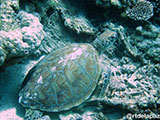 Semporna Malaysia Green Sea Turtle