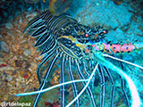 Semporna Malaysia Spiny Lobster