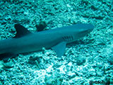 Sipadan Malaysia Reef Shark 10