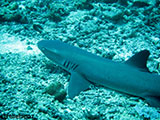 Sipadan Malaysia Reef Shark 11