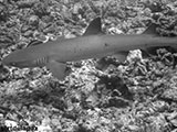 Sipadan Malaysia Reef Shark 13