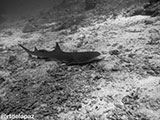Sipadan Malaysia Reef Shark 14