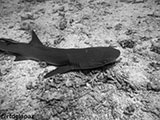 Sipadan Malaysia Reef Shark 15