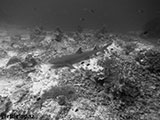 Sipadan Malaysia Reef Shark 16