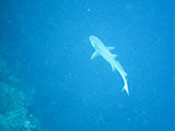 Sipadan Malaysia Reef Shark 2