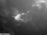 Sipadan Malaysia Reef Shark 3