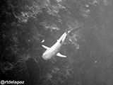 Sipadan Malaysia Reef Shark 4