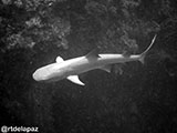 Sipadan Malaysia Reef Shark 5