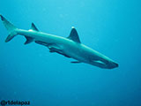 Sipadan Malaysia Reef Shark 6