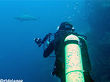 Sipadan Malaysia Reef Shark 7