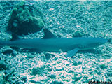Sipadan Malaysia Reef Shark 8