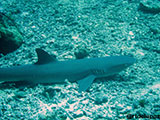 Sipadan Malaysia Reef Shark 9